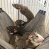 ファンシーラット 生後2ヶ月  ♂♀ サムネイル2