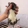 ファンシーラット 生後2ヶ月  ♂♀ サムネイル3