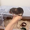 ファンシーラット 生後2ヶ月  ♂♀ サムネイル4