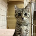(一時募集停止)抱っこ大好きな甘えん坊