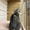 (一時募集停止)抱っこ大好きな甘えん坊 サムネイル2