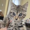 (一時募集停止)抱っこ大好きな甘えん坊 サムネイル3
