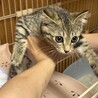 (一時募集停止)抱っこ大好きな甘えん坊 サムネイル5