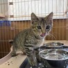 (一時募集停止)抱っこ大好きな甘えん坊 サムネイル6