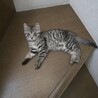 (一時募集停止)抱っこ大好きな甘えん坊 サムネイル7