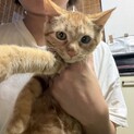 茶トラ　メス　おとなしめ