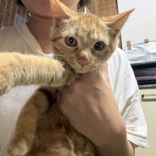 茶トラ　メス　おとなしめ