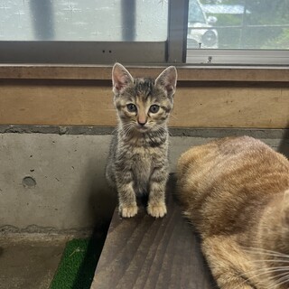 キジトラ　メス　3ヶ月