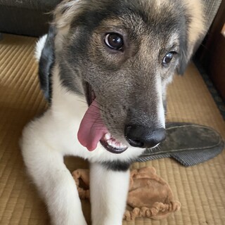 大型犬雑種(緊急)