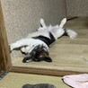 大型犬雑種(緊急) サムネイル2