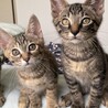 センターからお利口兄妹☆リオくん サムネイル3