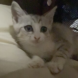 2ヶ月くらいの子猫