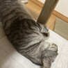 人なれバッチリ！初心者さんでも大丈夫♪チョロ サムネイル5