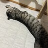 人なれバッチリ！初心者さんでも大丈夫♪チョロ サムネイル6