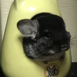 希望者が退会されたため再募集
