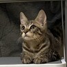 慎重な正統派イケメン！うみ君 ３カ月 サムネイル6