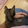 低体温から復活！一番元気なビビちゃん︎ 3カ月 サムネイル5
