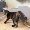 低体温から復活！一番元気なビビちゃん︎ 3カ月 サムネイル7