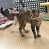 見た目はおっとり！玩具は渡さない！ひな 3カ月 サムネイル6