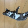 グレーの毛並み❤️かわいい「月ちゃん」 サムネイル2