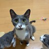 グレーの毛並み❤️かわいい「月ちゃん」 サムネイル3