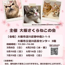 大阪さくらねこの会　保護猫の譲渡会