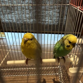 元気なセキセイインコです????✨