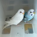 1匹からでも里親募集中してます！