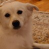 人懐っこく甘えんぼうのマーちゃん トライアル決定。 サムネイル6