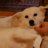 人懐っこく甘えんぼうのマーちゃん トライアル決定。 サムネイル7