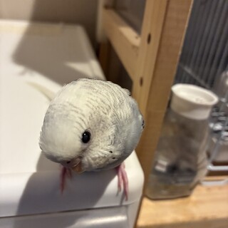 元気いっぱい、人懐こい、手乗り