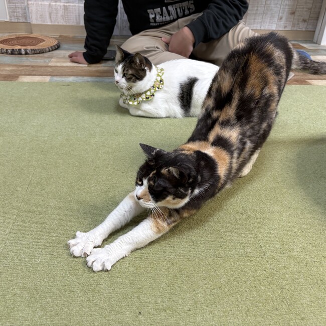 りんご025のカバー写真