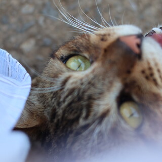 ガリガリの猫ちゃん、里親さんを募集しています！