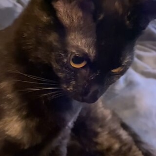 臆病な甘えん坊