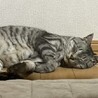 人なれバッチリ！初心者さんでも大丈夫♪チョロ サムネイル2