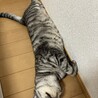 人なれバッチリ！初心者さんでも大丈夫♪チョロ サムネイル3