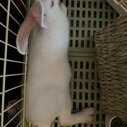 「スキャンニング」サムネイル1