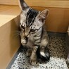 事前に見に来てもOK★子猫【保護猫】 サムネイル2