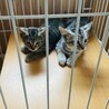 事前に見に来てもOK★子猫【保護猫】 サムネイル3