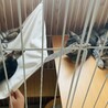 事前に見に来てもOK★子猫【保護猫】 サムネイル4