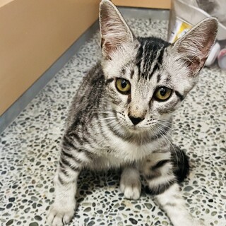 お試しホームステイ可★子猫【保護猫】