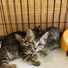 事前に見に来てもOK★子猫【保護猫】 サムネイル5