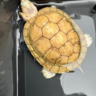 アカミミガメ里親募集