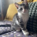 生死をさまよいながらも頑張り屋さんのチップくん