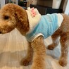 1歳スタンダードプードル可愛い女の子 サムネイル2