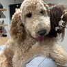 1歳スタンダードプードル可愛い女の子 サムネイル3