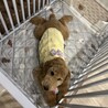 1歳スタンダードプードル可愛い女の子 サムネイル4