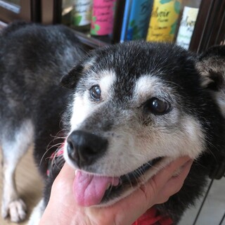 まったりおっとり、柴のおあばあちゃん犬れいこ