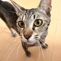 一歳前後の猫