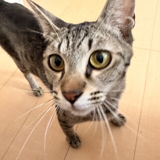 一歳前後の猫